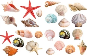 Seashells Realistic detailed sticker Beach theme Paradise colorful 24 Stickers - Picture 1 of 6