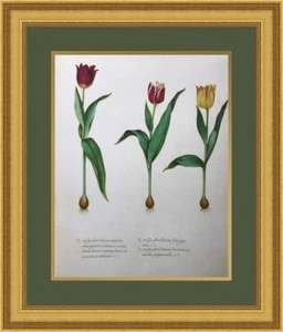 Stampa giclée botanica #3 splendidamente personalizzata incorniciata SPEDIZIONE GRATUITA - Foto 1 di 3