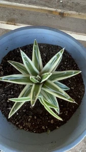 Agave White Rhino  - Picture 1 of 6