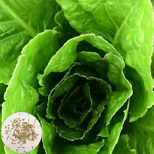 Variedades de semillas vegetales - 200 piezas / bolsa de semillas de ensalada abiertas polinizadas crecimiento rápido - Imagen 1 de 9