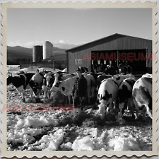 50s CONWAY ARKANSAS FAULKNER BARN COW CATTLE AMERICA OLD VINTAGE USA Photo 9745