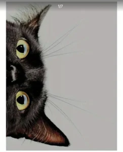 Cat Canvas Wall Art  UNFRAMED 12 x 16   210 - Picture 1 of 5