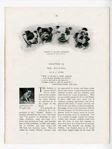 BULLDOG SECTION ORIGINAL PAGES TEXT AND IMAGES FROM A 1907 ANTIQUE DOG BOOK - Foto 1 di 10