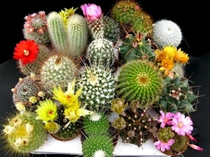 MIXED CACTI SEEDS - Garden Flowers Cactus Succulents - Picture 1 of 1