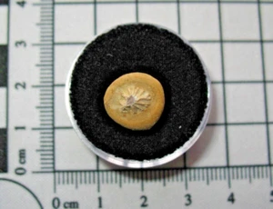 Pennsylvanian Shark tooth fossil Wewoka Shale Excellent Petrodus denticle #4 - Picture 1 of 4