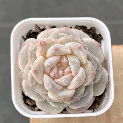 Echeveria Sugar White 4cm  succulent - Image 1 of 3