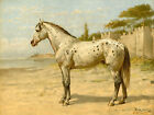 Horse-Breeds-Turkish-Arabian Horse-Paard-After Eerelman-C.1898