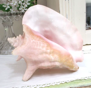 Gorgeous Natural 9" Beach PINK Queen Conch SEASHELL Shell - Picture 1 of 2