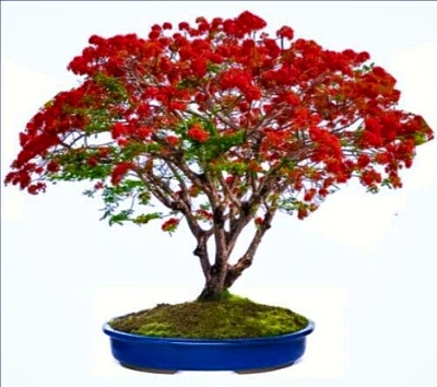 Delonix regia (Royal Poinciana Flame Tree) 3 Seeds RARE Flowers Indoor Bonsai UK - Image 1 of 4