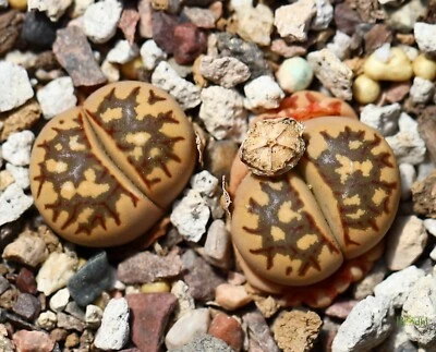 SEEDS - Lithops dorotheae  30seeds C300 - Image 1 of 2