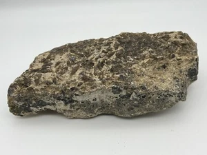Turritella Shell Fossil Specimen Loaded with Shells Nevada Estate Find 4# 6 oz. - Picture 1 of 11