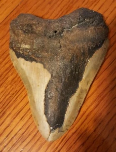 5 1/4" inch MEGALODON SHARK FOSSIL  REAL TOOTH - Picture 1 of 4
