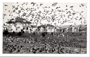 Wild Ducks at Lake Merritt Oakland California Postcard - Picture 1 of 2