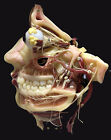 1880c - Anatomical wax model (copy from La Specola of Florence) 
