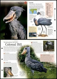 Shoebill #85 Birds - Discovering Wildlife Fact File Fold-Out Card - Picture 1 of 1