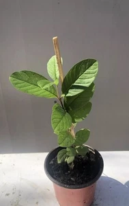 Guava Tree With Pot 10” White Guava Fruit Ready To Plant - Picture 1 of 5