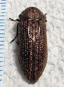 TOP RARITY Buprestidae Polycesta goryi Florida #40V Jewel Beetle Insect Calodema - Picture 1 of 5