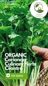 ORGANIC Coriander Culinary Herb Cilantro 100/150 Seeds OZ Grown - Picture 1 of 3