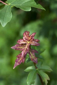 Feldahorn - Acer campestre - 80cm im 5 L Topf gewachsen - Bild 1 von 2