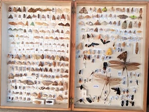 Entomology pinned insects Sulawesi - Picture 1 of 7