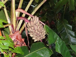 Musa argentii RARE HARDY BANANA Exotic Seeds! - Picture 1 of 1