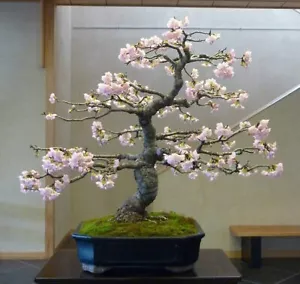 PINK SAKURA CHERRY BLOSSOM BONSAI TREE SEEDS ~ - Picture 1 of 1