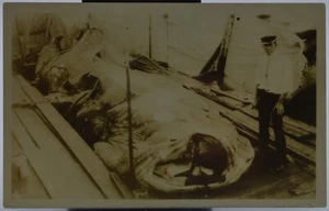 1922-1926 RPPC HUGE Whale Shark Fisherman Fishing Jaw RARE REAL PHOTO Postcard - Picture 1 of 2