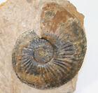 Ammonit, Amaltheus margaritatus, Jura, Pliensbach, Hondlage, Deutschland- f725