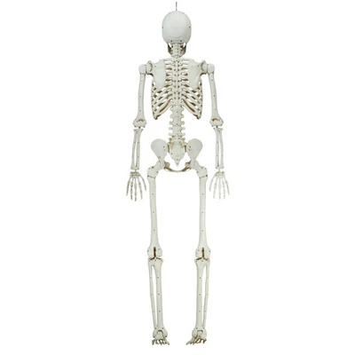 5ft White Poseable Skeleton Decoration, Halloween Outdoor Decor, by Way To Celeb
