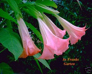 Brugmansia, Engelstrompete, TRAUMHAFT PINK ! Kübelpflanze, große Blüten, 5 Samen - Bild 1 von 4