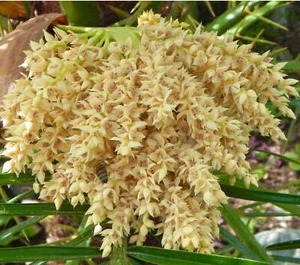 Phoenix roebelenii - Zwerg-Dattelpalme - Bild 1 von 4