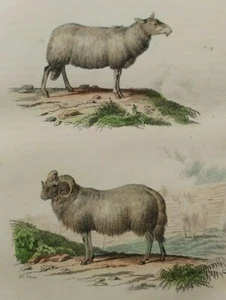 ANTIGUA LITOGRAFÍA COLOREADA FRANCESA DE OVEJAS FOURNIER  Aprox. 260x165mm - Bild 1 von 5