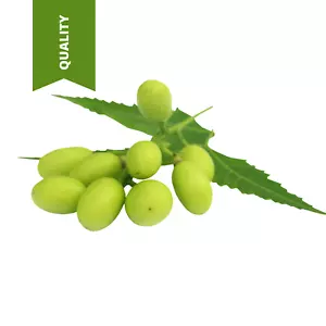 100% PURO TODO ACEITE ACEITOSO ACEITE DE ORUJO MEJOR CALIDAD - Imagen 1 de 12
