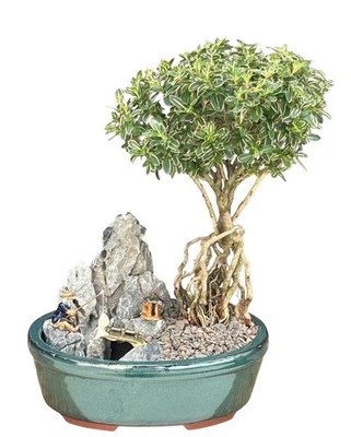 Bonsai Árbol Floración Monte Fuji Serissa con Raíces Elevadas Piedra Paisaje Escena Foto 1 de 3