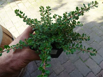 Cotoneaster dammeri Cooper 1 St. Zwergmispel Bodendecker Kriechmispel immergrün - Bild 1 von 4