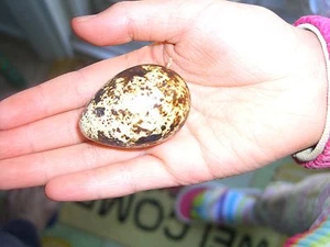 50 Jumbo Coturnix (Japanese) Quails Eggs for Hatching. - Picture 1 of 6