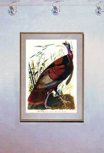 Audubon Wild Turkey 15x22 Hand Numbered Ltd. Edition  Beautiful Art Print - Picture 1 of 1
