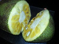 15 EXOTIC JACKFRUIT SEEDS Tropical Flower Tree WORLD LARGEST FRUIT Honey Nangka