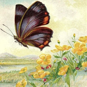 c.1910 Greetings Postcard Purple Pink Orange Butterfly Buttercup Yellow Flowers - Picture 1 of 3