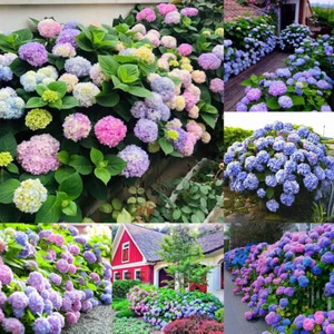 Riesige Hortensie! Hydrangea Arboescens Frische Samen! Riesige Blumen! 1 Fuß / - Picture 1 of 12