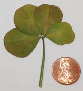 4 Blatt Kleeblatt - echt, getrocknet und gepresst - Trifolium repens - Bild 1 von 1
