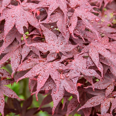 Acer Hime-Shojo Dwarf Japanese Maple Tree for Patio Garden Ready in Plant Pot - Image 1 of 4