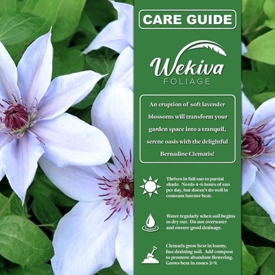 Clematis Bernadine - Plantas iniciadoras vivas en macetas de 2 pulgadas - Starter... Foto 1 de 4