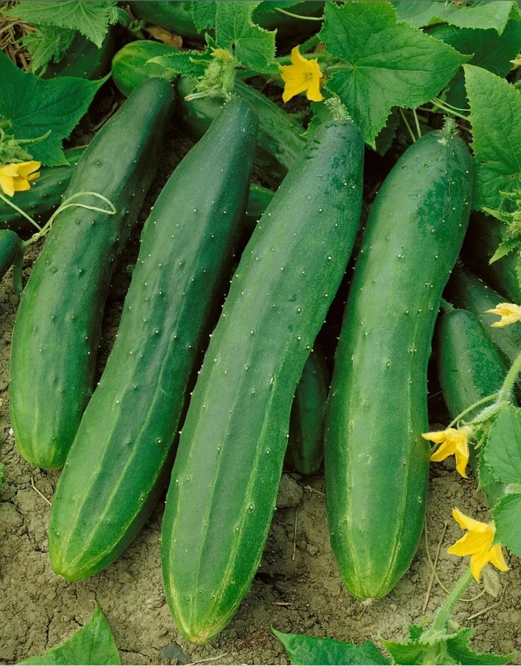 Straight Eight Cucumber Plant Seeds - Non GMO - Garden Vegetable Seeds Canada - Image 1 of 1