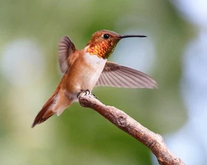 Rufous Kolibri 8"x10" Foto 8x10 Druck - Bild 1 von 2