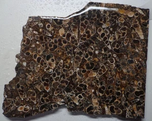 WRG- WRG- Turritella Agate Slab 215 grams Wyoming Lapidary Old Stock - Picture 1 of 4