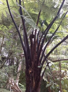Cyathea medullaris | Black Tree Fern | 100 Spores - Picture 1 of 8