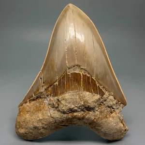 Sharply Serrated, Colorful  5.28" Fossil INDONESIAN MEGALODON Shark Tooth - Picture 1 of 7