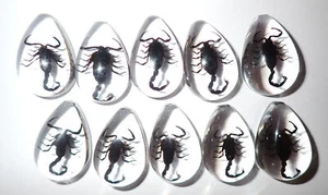 Cabochon Black Scorpion Pear Shape (cut top) 33x22 mm Clear 18 pieces Lot - Picture 1 of 18