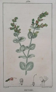 Botanisches Diktum GRAVUR Lambert TURPIN Pflanzen 19. Jh. - Bild 1 von 2
